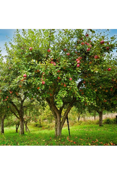 Яблуня домашня Хоней Крісп купити